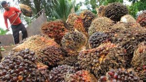 Harga Sawit dan CPO Jambi Kembali Merosot