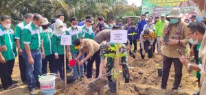 Pemprov Jambi Dorong Porang Jadi Komoditi Unggulan