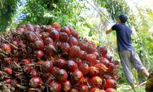 Hore.. Harga TBS dan CPO Naik Lagi