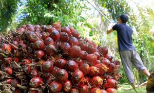 Harga CPO Jambi Kembali Meroket