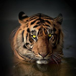Harimau Sumatera Terancam Punah Akibat Maraknya Illegal Logging