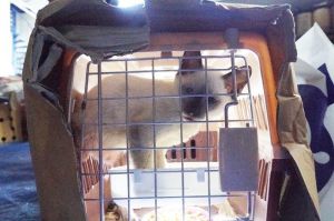 Bea Cukai Gagalkan Penyelundupan Barang dan Hewan Ilegal Dari Thailand