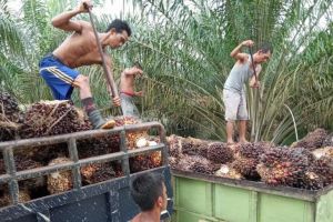 Harga CPO dan Sawit Terus Melejit