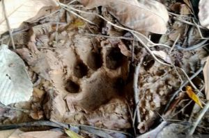 Waspada Harimau Sumatera! BKSDA : Kalau ke Kebun Jangan Sendirian