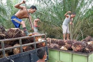 Harga Minyak Sawit CPO Alami Penurunan Rp 1.557 Per Kilogram di Jambi