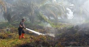 Tujuh Hari Terakhir Ada Empat Kebakaran Hutan dan Lahan