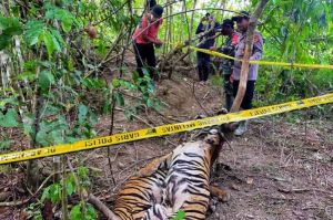 Dua Harimau Sumatera Ditemukan Mati