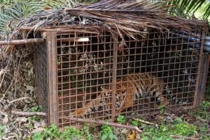 BKSDA Jambi : Harimau  Akan Dilepaskan di TNKS Gunakan Helikopter 