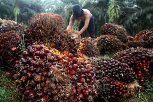 Harga CPO di Jambi naik Rp152 Per Kilogram
