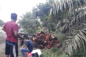 Harga Sawit Turun Dua Hari Berturut-Turut