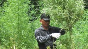 BNN Musnahkan 6.500 Batang Pohon Ganja