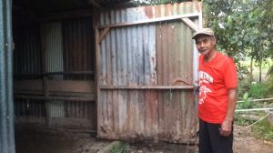 Tiga Ekor Sapi Milik Warga Bangan Pete Digondol Maling