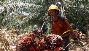 Harga CPO di Jambi Turun Rp331 Per Kilogram