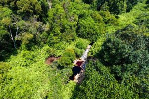 Warsi Dukung Pengelolaan Hutan Gambut Sungai Buluh