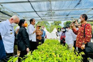 Jokowi: Persemaian Mentawir Wujud Keseriusan Tata Lingkungan