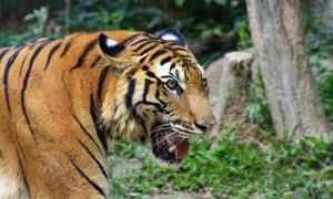 Jejak Harimau di Ladang Buat Warga Kerinci Panik 