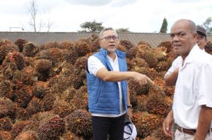 Mendag Minta Pabrik Beli Sawit Petani Minimal Rp1.600 Per Kilogram