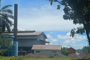 CPO Penuh, Pabrik Sawit Stop Operasi