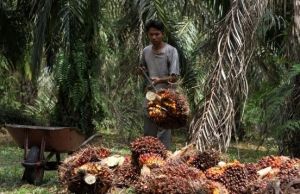Nekat Beli TBS di Bawah Rp 2 Ribu, Pabrik Terancam