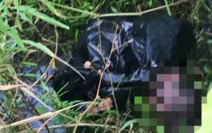 Warga Tangkit Lama Temukan Jasad Bayi Terbungkus Plastik Dalam Semak 