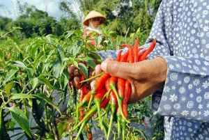 Panen Raya di Sentra Produksi Tahan Kenaikan Harga di Oktober 2022