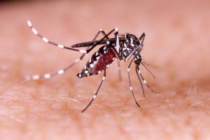 Waspada! Kasus DBD Meningkat, Satu Meninggal