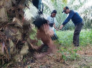 Penemuan Mayat di Kebun Sawit Gegerkan Warga Maro Sebo Ilir