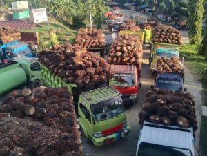 Harga CPO Naik Signifikan, Sawit Cuma Rp50