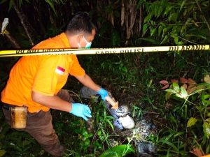 Penemuan Tengkorak di Perkebunan Desa Lubuk Tabun Siulak Gegerkan Warga