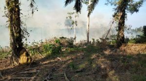 September Diprediksi Puncak Kemarau, Potensi Karhutla Kian Tinggi, Kabut Asap Mengancam