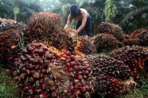 Harga Sawit dan CPO Melonjak Drastis 