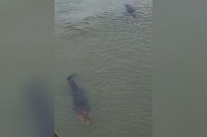 Teluk Dawan Jadi Habitat Puluhan Ekor Buaya Muara