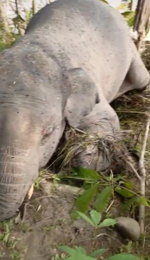 Warga Tabir Temukan Gajah Mati Diduga Terseret Banjir, Begini Kondisinya