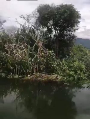 Tanah Ukuran Raksasa Hanyut di Danau Kerinci Bikin Warga Cemas Bisa Jadi Pemicu Banjir Besar