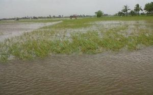 Terendam, Ratusan Hektare Lahan Padi, Jagung hingga Cabai Dipastikan Gagal Panen