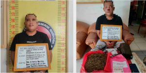 Penyelundupan 1,5 Kg Ganja Lewat Jasa Ekspedisi ke Jambi Berhasil Digagalkan