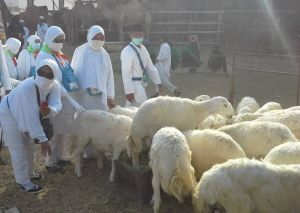 Juknis Soal Pembayaran Dam Haji dari Kemenag, Simak Disini!