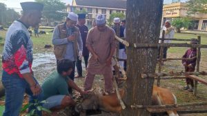 Idul Adha 1445 H, Mako Brimob Polda Jambi Sembelih 12 Ekor Hewan Kurban