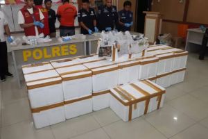 Penyelundupan Benih Lobster Digagalkan Polres Bungo