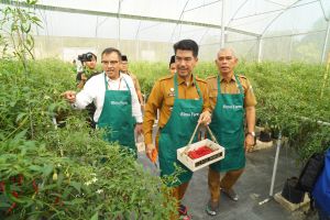 Bersama TPID, BI Jambi Panen Perdana Cabai Merah Program Replikasi Infratani