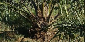 Diduga Pajak Negara Dari Sektor Perkebunan Sawit Bocor Hingga Rp300 Triliun