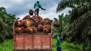 Kembali Bergairah, Harga Sawit Jambi Naik Tipis