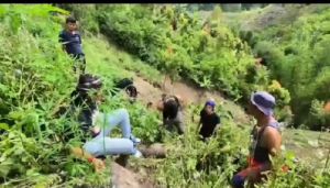 Ladang Ganja Ditemukan di Kawasan Perbukitan di Sungai Penuh, Pemilik Diamankan