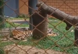 Taman Rimba Minta Tambah Koleksi Harimau Sumatera, Begini Respon BKSDA Jambi