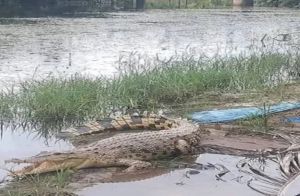 Warga Lambur Tanjabtim Resah Buaya Sering Muncul Dekat Pemukiman