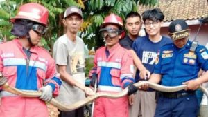 Ular King Kobra Sepanjang Tiga Meter Ditangkap di Lingkungan Rumah Warga Mayang 