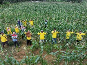 Petani Binaan Pertamina EP Jambi Field Sukses Panen Jagung dan Tomat