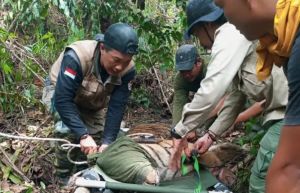 Harimau Sumatera Terjerat Perangkap di Desa Suo-Suo Memprihatinkan, Terancam Diamputasi