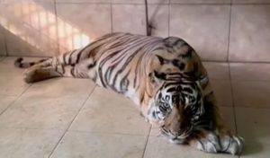 Uni, Koleksi Taman Rimba Mati, Pemprov Jambi Bakal Datangkan Harimau Benggala