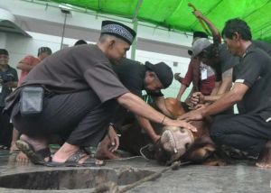 Jafar Meregang Nyawa Ditendang Sapi Kurban